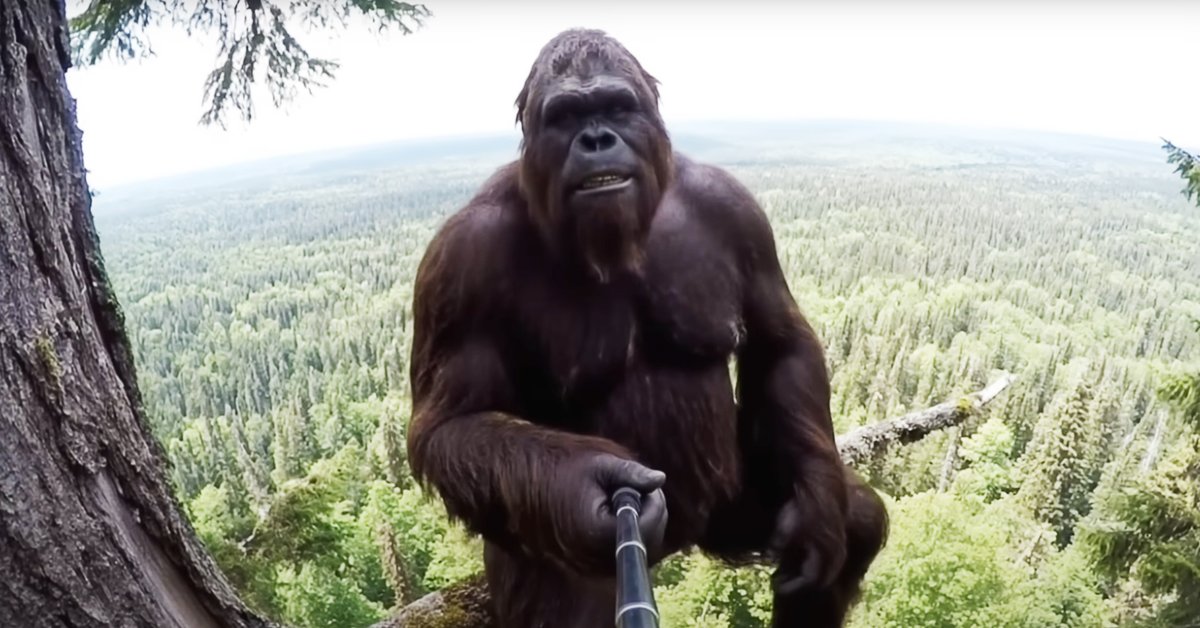 Stórfótur upp í tré