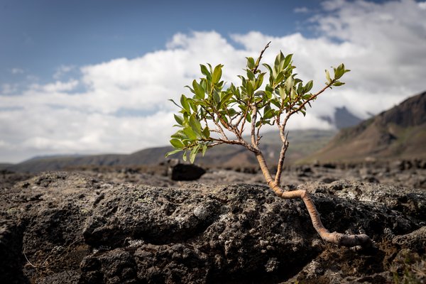 shutterstock_1621984162