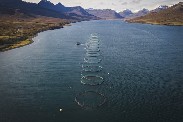 Sjókvíaeldi Stöðvarfjörður